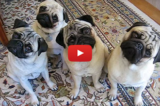 These Pugs Respond To Questions... The Result Is Too Cute!