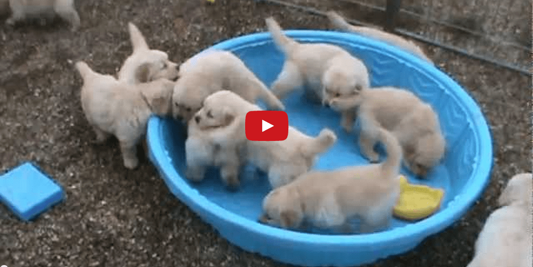 These Puppies Don't Need a Full Pool to Party! But They Would Really Like One...