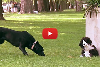 These Real Dogs Get Hilariously Pranked by an Adorable Stuffed Dog Toy!