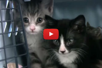 These Recently Adopted Kittens Are Getting an Amazing New Chance at Life!