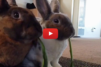 These Two Bunnies Share Lunch in the Most Adorable Way!