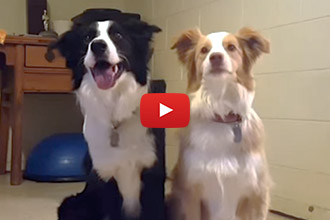 These Two Dogs Learned An Adorably Awesome Trick!