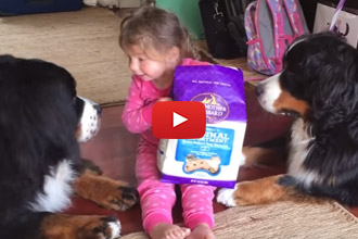 These Two Giant Dogs Are So Gentle With Their Little Human