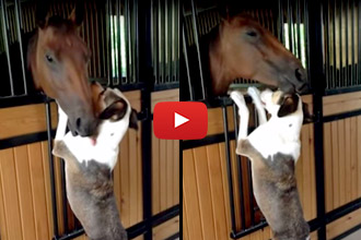 These Two Have An Unlikely Bond... And It's Adorable!