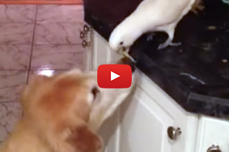 These Two Might Be The Slyest Counter Surfers We've Seen!