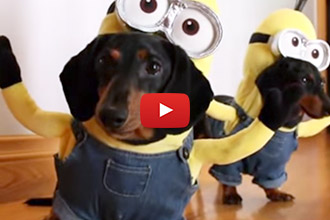 These Wiener Dogs Make the Cutest Minions Ever- I Can't Stop Smiling!