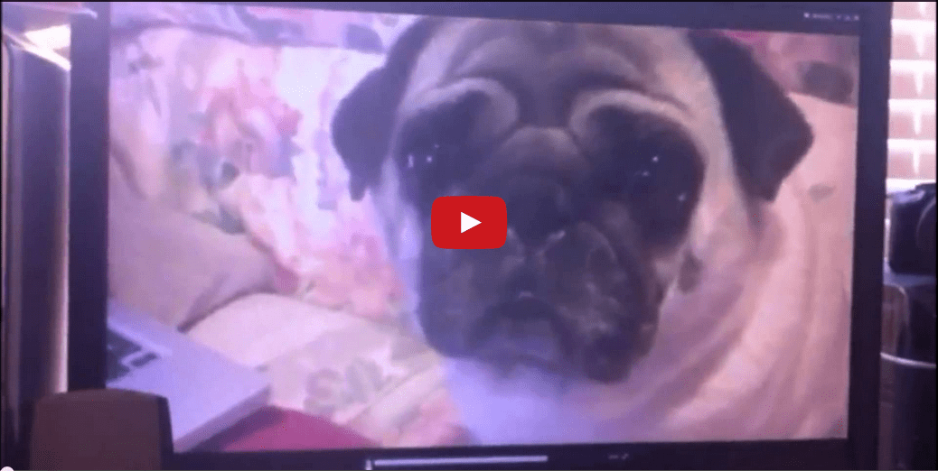 Things Get Weird in This Multifaceted Video About Pugs- Fascinating or Funny? You Decide!!