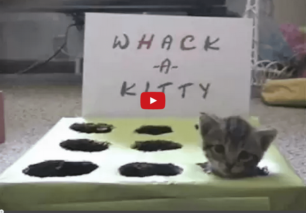This Absurd Game of Whack-A-Kitten is Surprisingly Adorable- I Can't Look Away!!