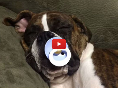 This Adorable 8-Month Old Boxer Dog Can't Fall Asleep Without Her Pacifier!