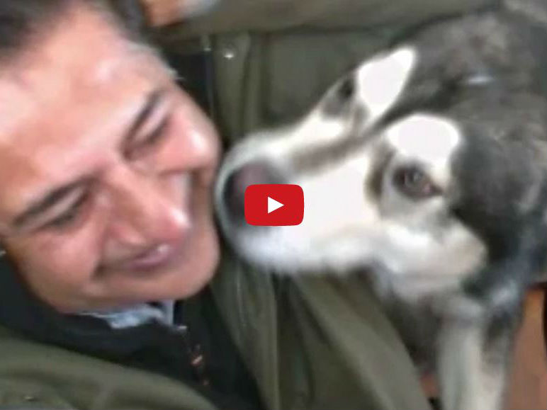 This Adorable Alaskan Malamute Does the Cutest Thing to Get His Dad's Attention