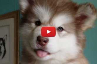This Adorable Alaskan Malamute Puppy Takes the Head Tilt to the Next Level!