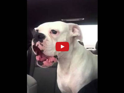This Adorable Boxer Argues With Her Human When She Has to Leave the Dog Park Early!