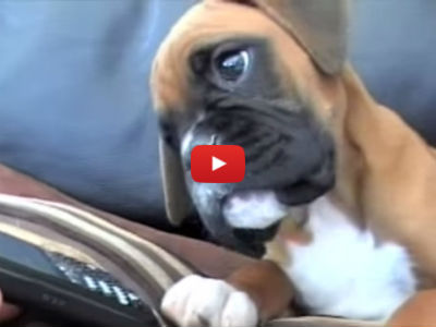 This Adorable Boxer Puppy Hears His Mom On Speakerphone & Has The Cutest Reaction!