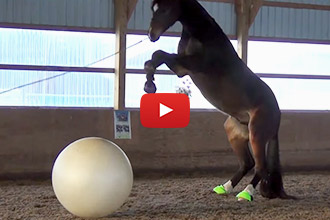 This Adorable Horse Has a Blast Playing With His Big Bouncy Ball!