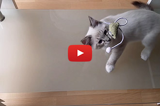 This Adorable Kitten is Puzzled by Glass Tables!