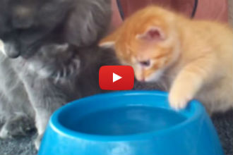 This Adorable Kitten Learns to Drink Water and Wins "Cutest Animal Ever" Award!