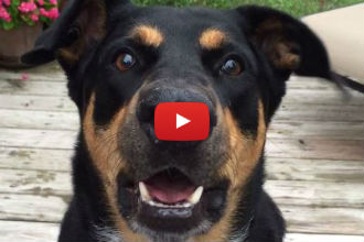 This Amazing Talking Dog Can Do More Than Just 'Speak'! Wow!