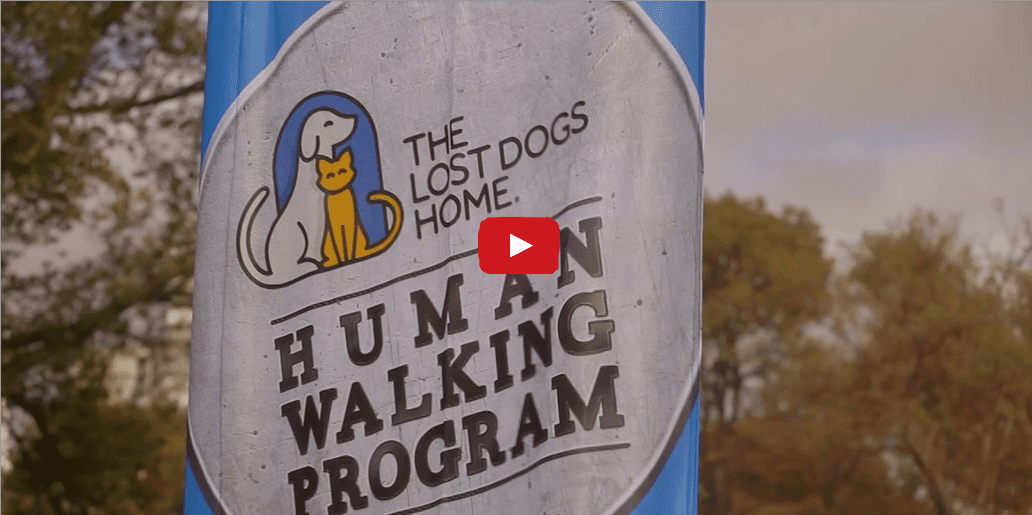 This Animal Shelter is Redefining the Way We Look at Pets- What a Brilliant Idea!!