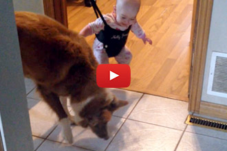 This Baby's Dog Teaches Him How To Bounce!