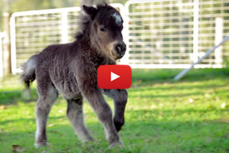 This Baby Miniature Horse Has A Huge, Yet Adorable Attitude!