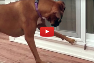 This Boxer Just Doesn't Understand Feathers!