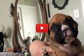 This Boxer Puppy Just Learned How To Howl 
