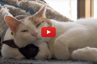 This Bunny And Kitten Love Each Other!