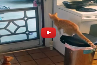 This Cat's Escape Strategy Is On Point!
