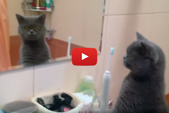This Cat's Reaction To His Reflection Is Hilarious!