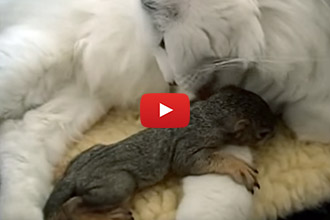 This Cat Adopts An Unlikely Baby, And Inspires A Rescue Foundation!