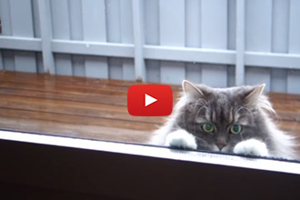 This Cat Begs His Owner To Come Play In The Snow!