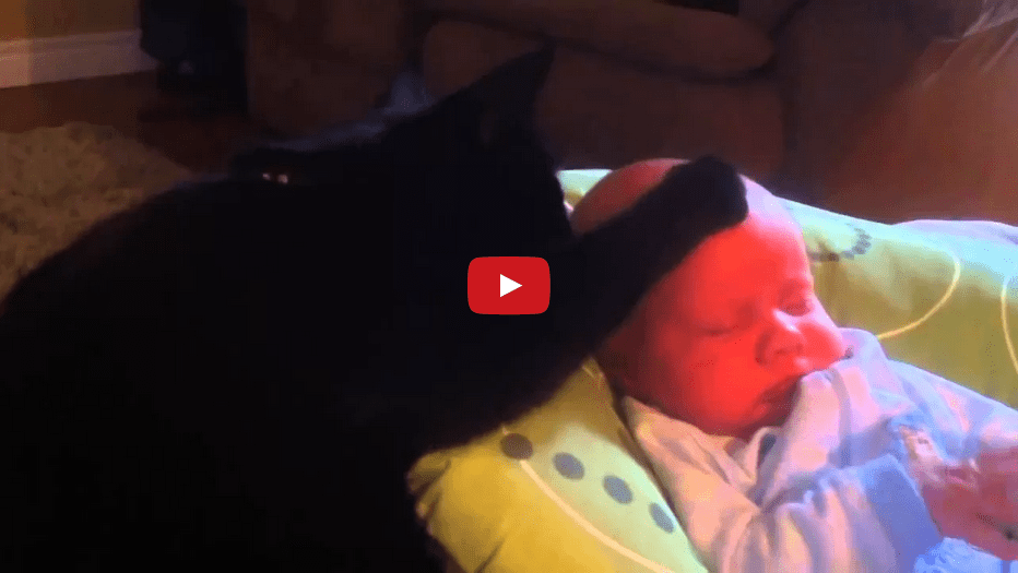This Cat Calming a Cranky Baby is Absolutely AMAZING!!
