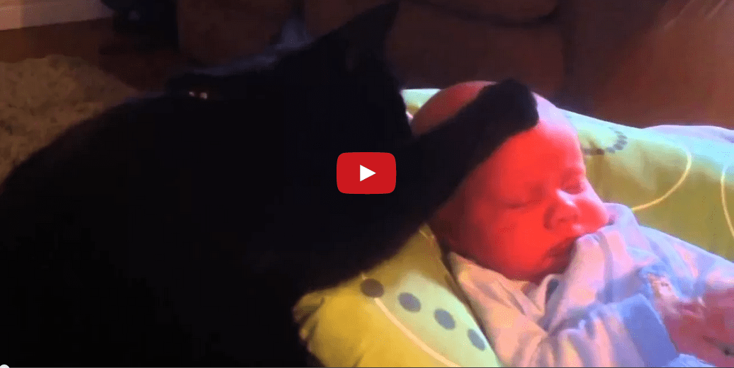 This Cat Calms a Crying Baby and It's Absolutely Amazing!!