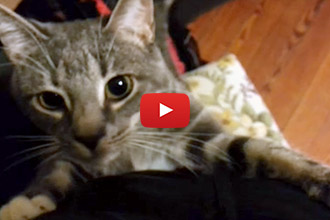 This Cat Does NOT Want His Owner To Leave!