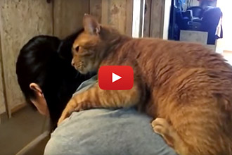 This Cat Does NOT Want To Sepatate From His Human!