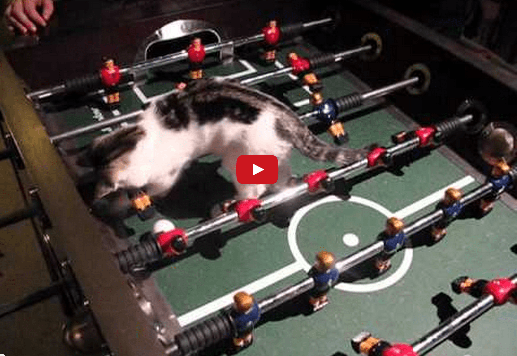 This Cat Dominates on the Soccer Field! Or At Least the Soccer Table... This Cat's a Riot!