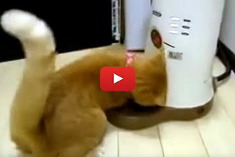 This Cat Has A Grudge Against His Automatic Feeder!
