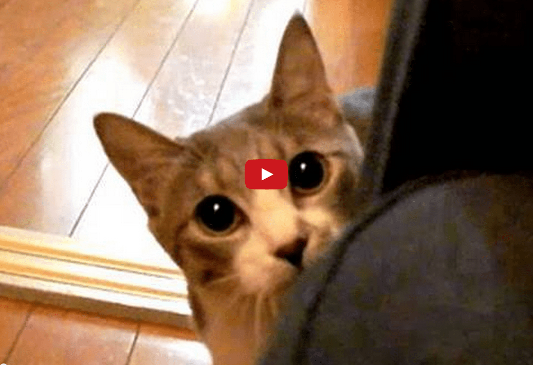 This Cat is a Master of Stealth- or at Least He Seems to Think So! The Ending Makes Me Laugh EVERY Time!!