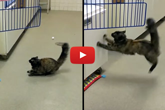 This Cat is Hilariously Hindered by This Freshly Waxed Floor!