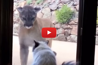 This Cat Is Looking Out The Window, You'll Never Guess At What!