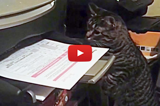 This Cat is So Ready for the Week to be Over!