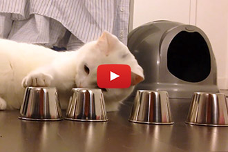 This Cat Is Way Smarter Than We Thought!