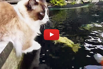This Cat Loves Fish, But Not In The Way You Would Think!