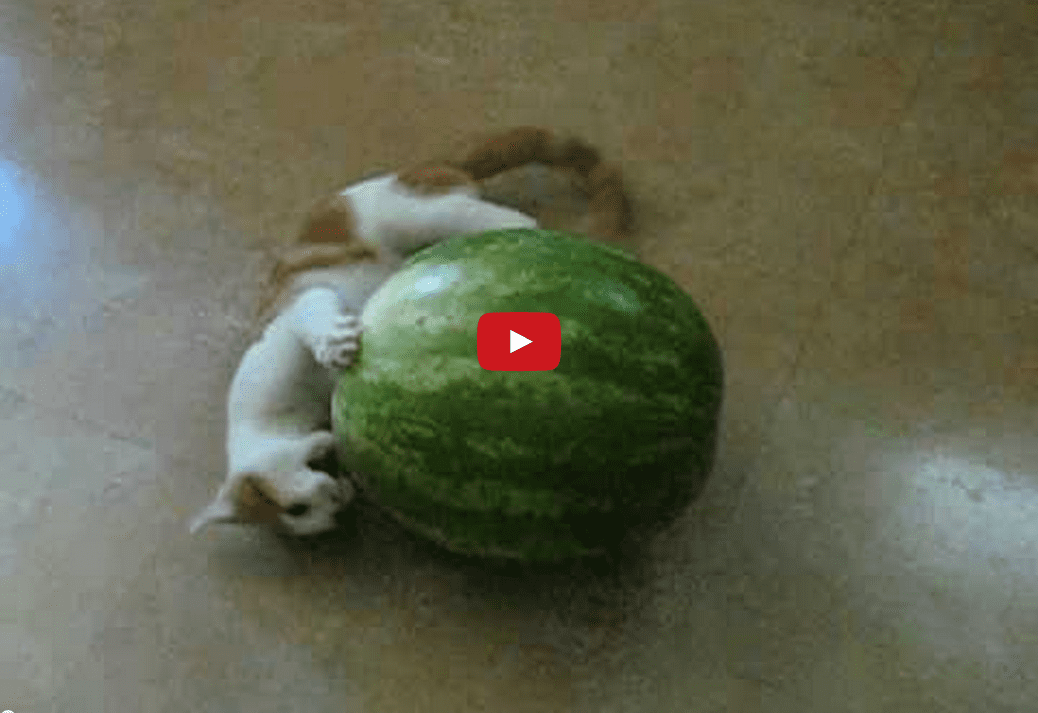 This Cat Loves Watermelon... Or Does He Hate It? Either Way- This Interaction Between Fruit and Feline is <i>Too Funny</i>!!