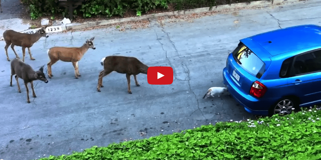 This Cat Meeting a Herd of Deer Will Remind You of the Serene Beauty of Nature's Ubiquity!