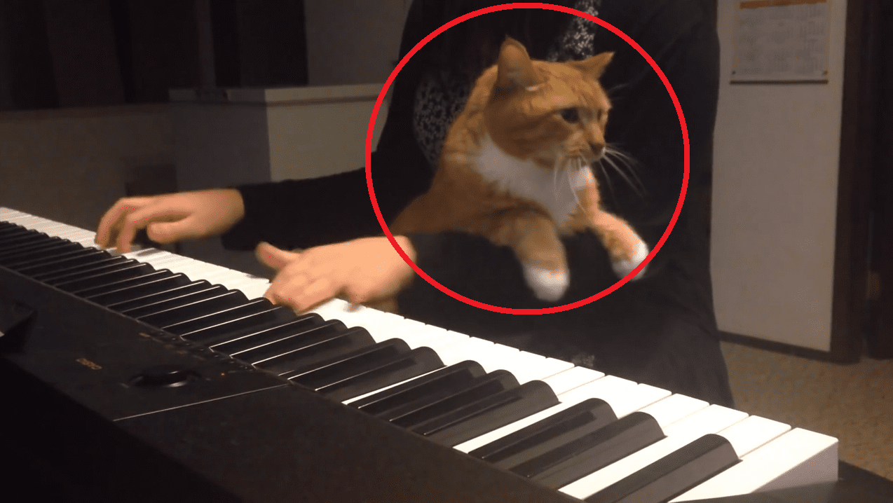 This Cat Picks the Absolute Worst Time to Cuddle- and the Result is Both Hilarious and Impressive!!