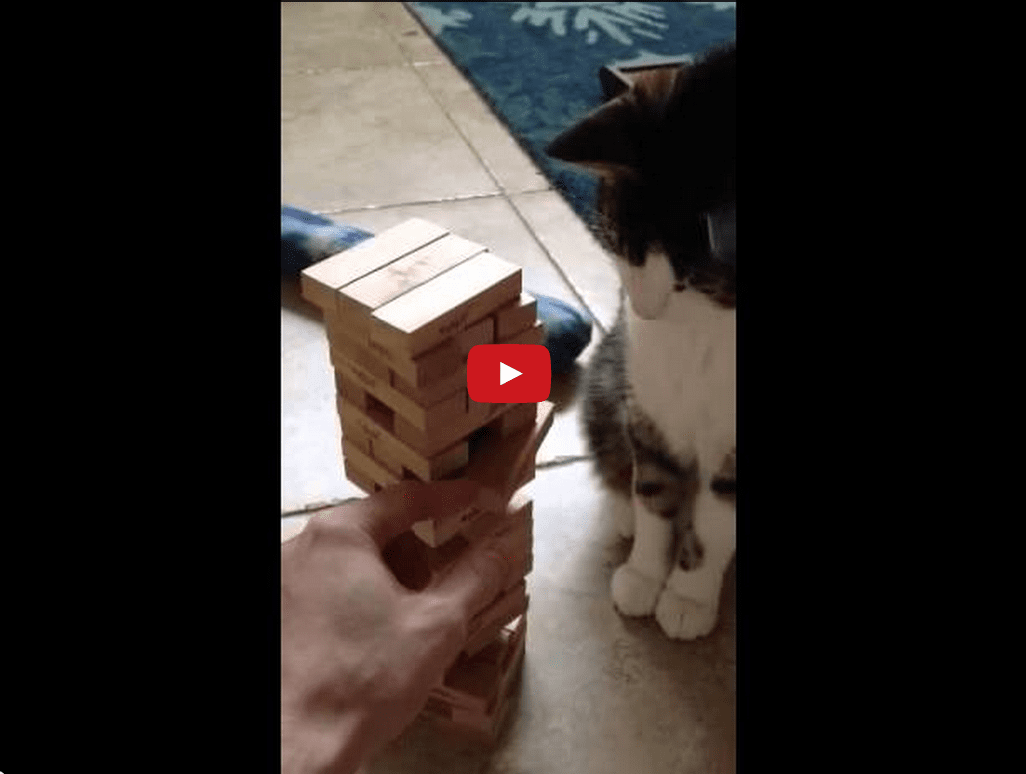 This Cat Plays Jenga Like A Pro! You Won't Believe Your Eyes!!