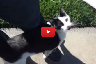 This Cat's Dad Tries to Leave and She Does the Cutest Thing to Stop Him!