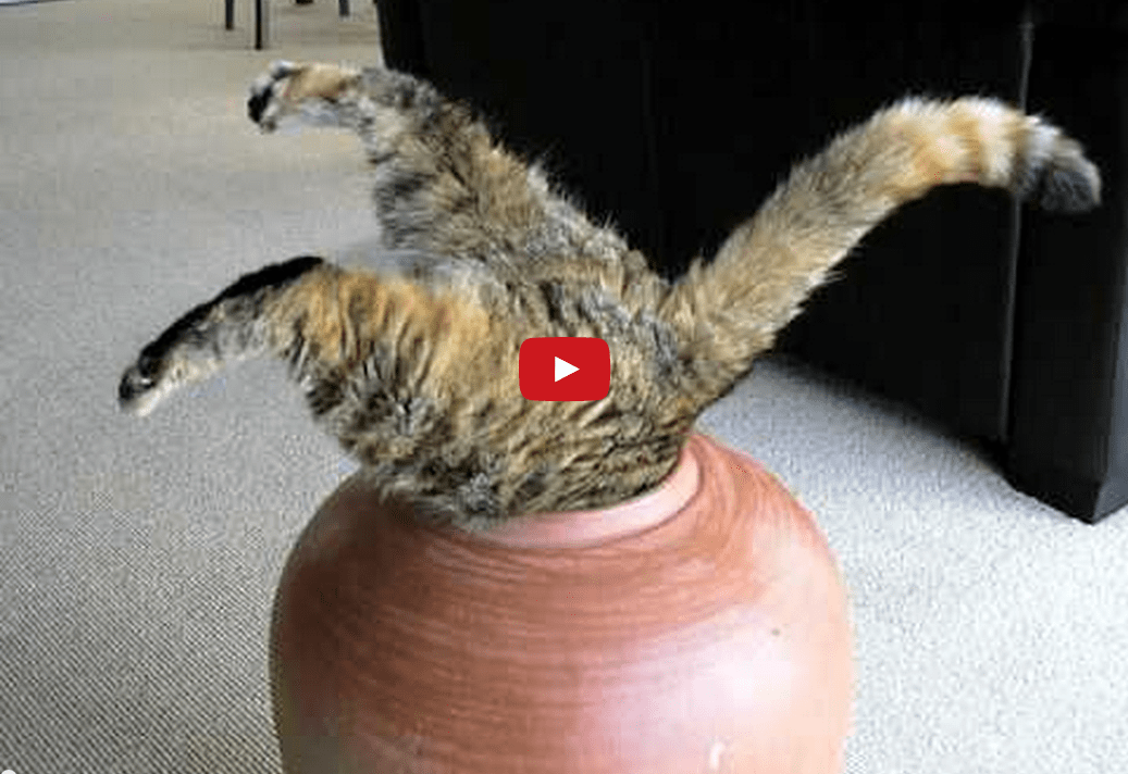 This Cat's Struggle to Enter a Clay Pot is Funnier Than it Should Be- I'm <i>Literally</i> <b>Dying</b> of Laughter!!