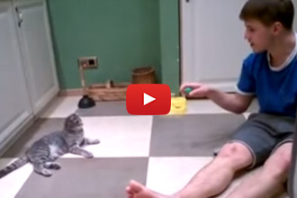 This Cat Says, "This Is How I Entertain My Human."